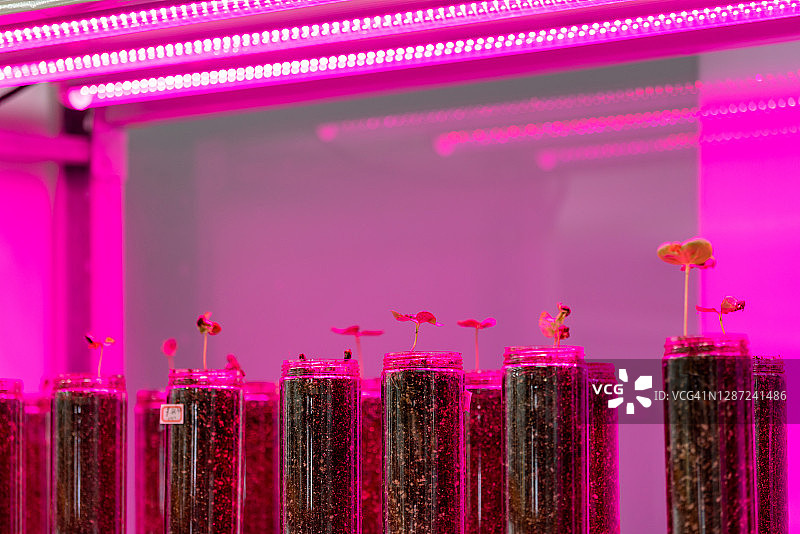 实验室玻璃器皿中生长的植物图片素材