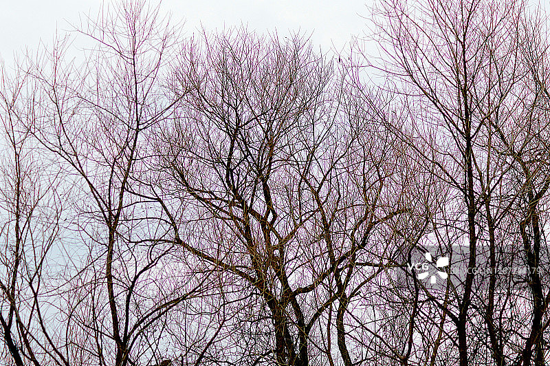 宾夕法尼亚州的裸树图片素材