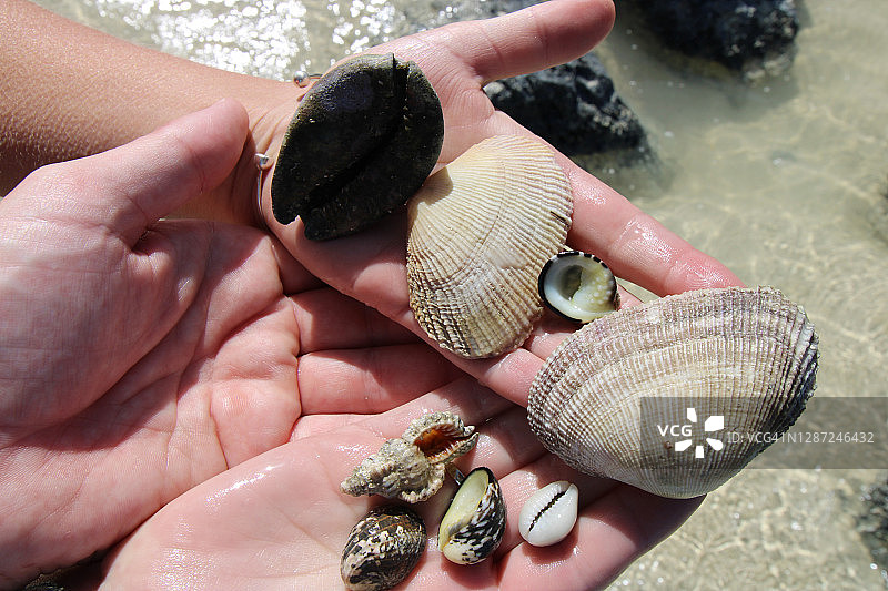 毛里求斯的贝壳图片素材