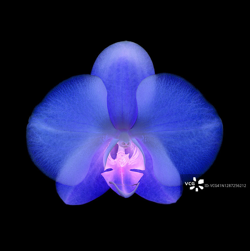 黑色背景上粉色中心的蓝色蝴蝶兰特写图片素材