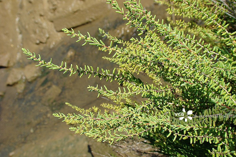 海蓬子图片素材