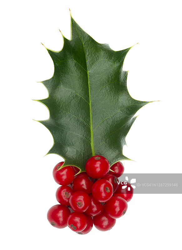 一枝冬青叶和一簇鲜红浆果的特写图片素材