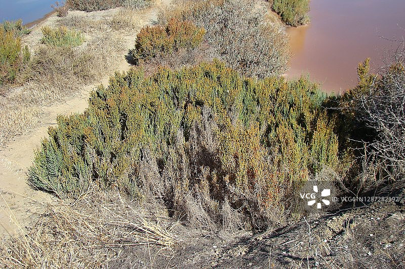 海蓬（Arthrocnemum macrostachyum）图片素材