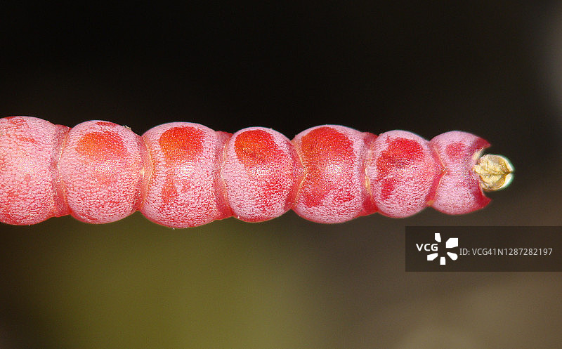 海蓬（Arthrocnemum macrostachyum）图片素材