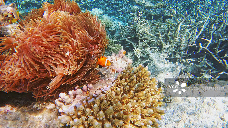 马尔代夫海葵周围游动的小丑鱼图片素材