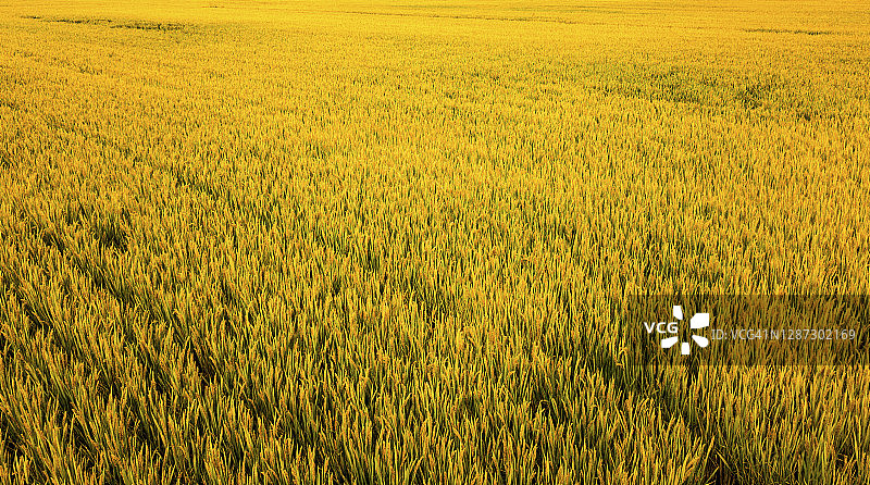 麦田农场特写镜头图片素材