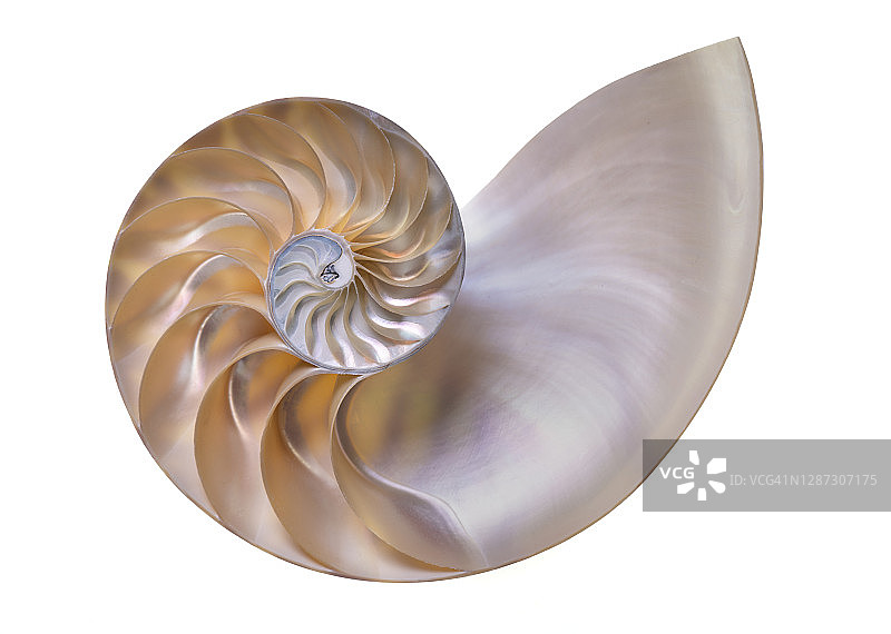 白色背景上的鹦鹉螺壳图片素材