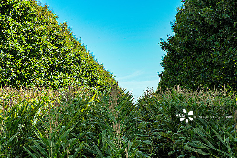 高粱与柚木间作种植图片素材