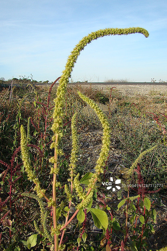 红苋菜图片素材