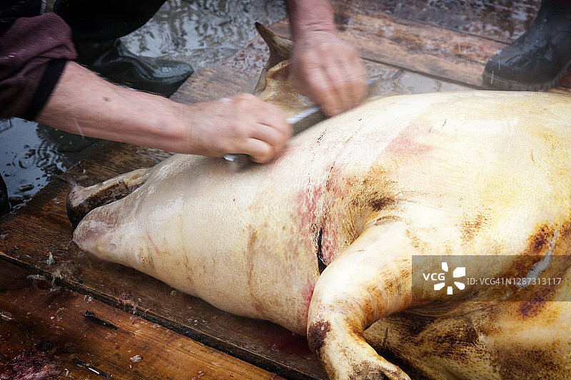 屠夫处理屠宰的猪图片素材