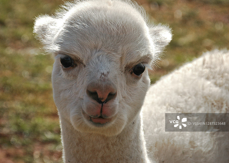 年轻的家养羊驼在秘鲁西卢斯塔尼遗址中的肖像图片素材