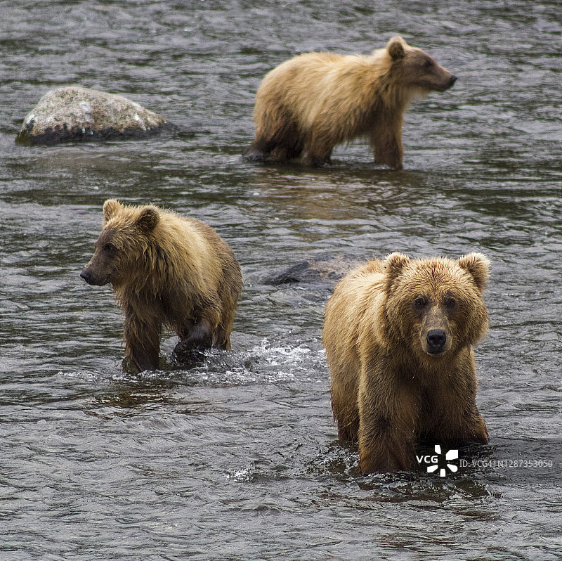 卡特迈国家公园的阿拉斯加棕熊图片素材