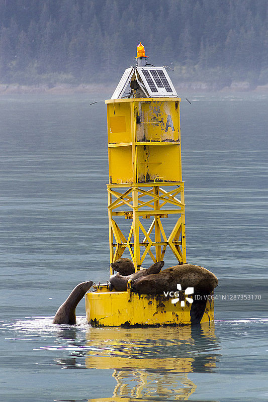在阿拉斯加瓦尔迪兹的黄色浮标上休息的港海豹图片素材