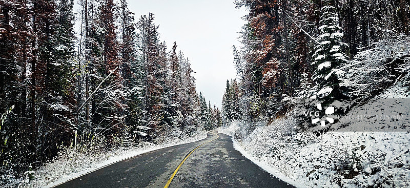 落基山脉的雪地公路与针叶树图片素材