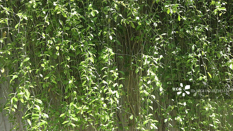 葡萄藤图片素材