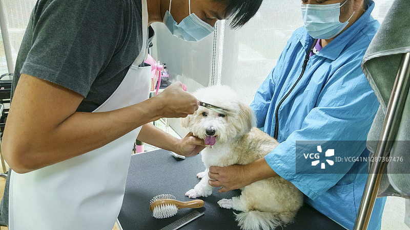 宠物美容师在检查台上美容图片素材