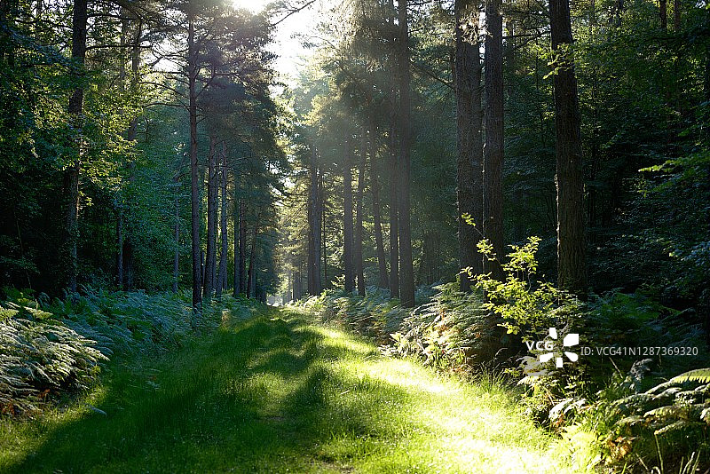 潘蓬，亚瑟王传说的传奇“布罗塞利昂德”森林图片素材