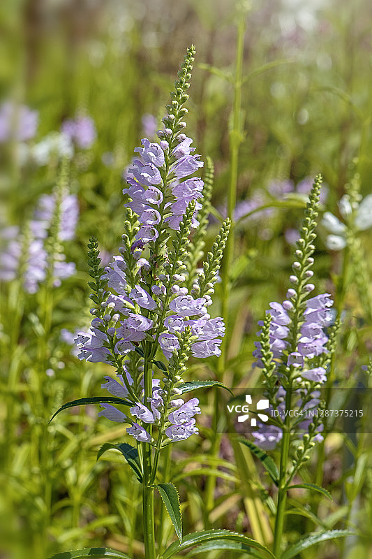 随意草，紫色夏花图片素材
