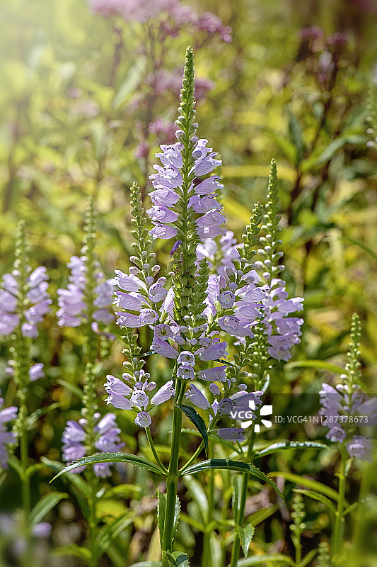 随意草，紫色夏花图片素材