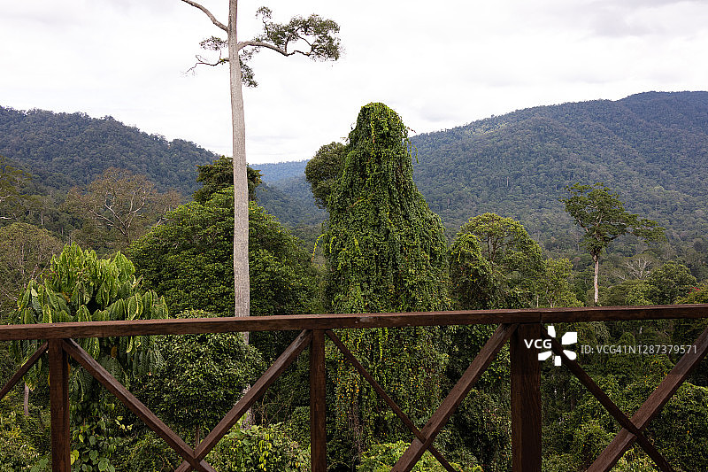 马来西亚婆罗洲热带森林观景台图片素材