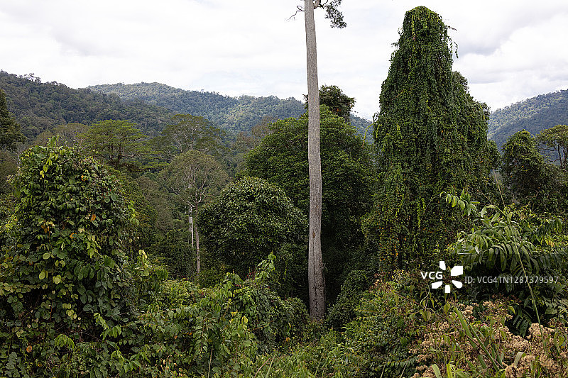 热带森林树木：马来西亚婆罗洲图片素材