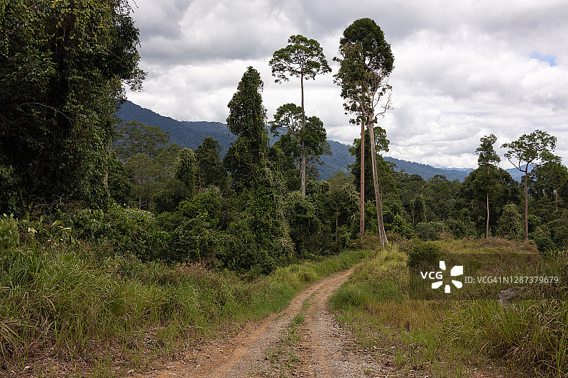 马来西亚婆罗洲马廖盆地的草地与龙脑香树木图片素材