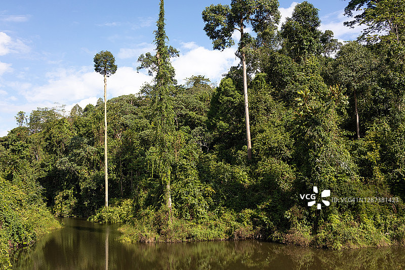 马来西亚婆罗洲森林中的高山湖泊图片素材