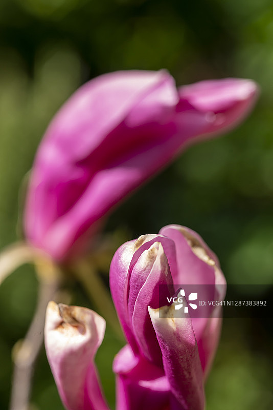 紫色玉兰花特写图片素材