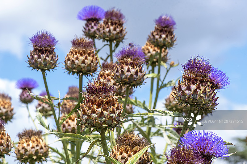 菜蓟，Cynara cardunculus，又称朝鲜蓟蓟，明亮夏日阳光下的紫色花朵图片素材