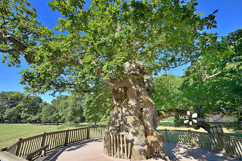 Guillotin橡树或Eon橡树约1000年图片素材