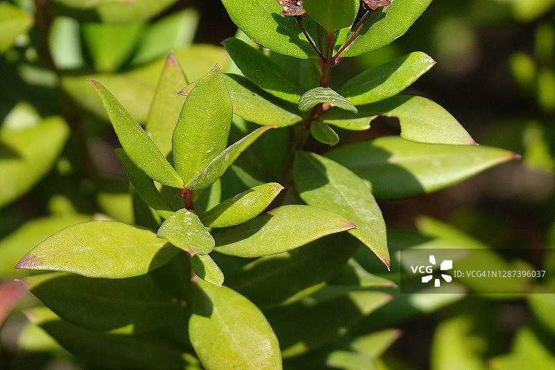香桃木图片素材