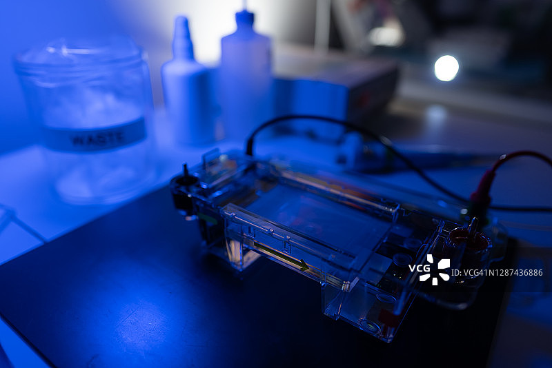 DNA实验室研究员与琼脂糖测序凝胶结果图片素材