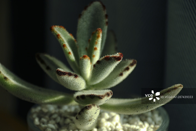 绒毛掌近景特写图片素材