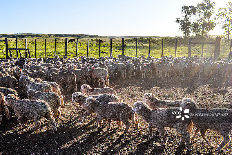 巴西的羊群图片素材