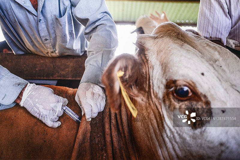 牲畜疫苗接种图片素材