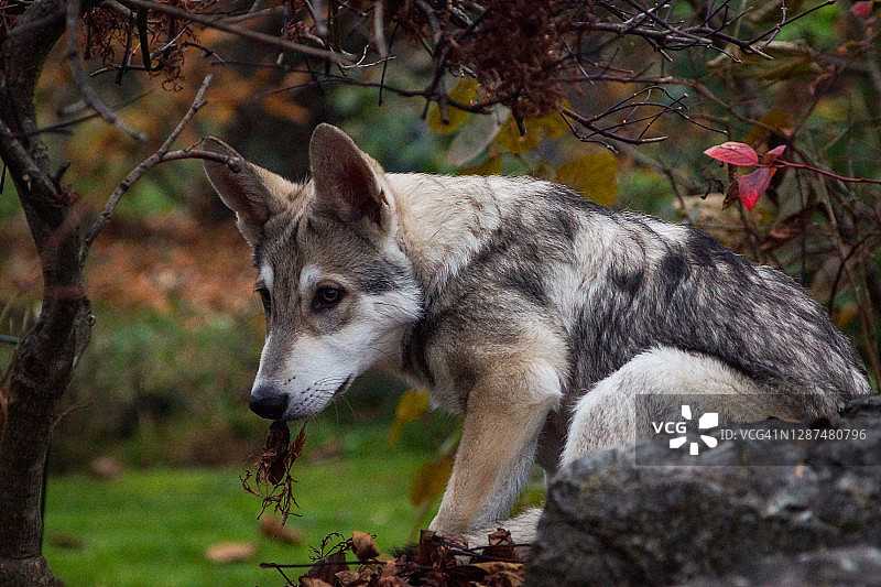 灌木丛中的狗图片素材