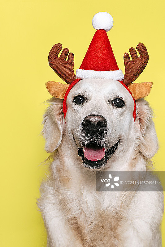 戴圣诞帽的狗，黄色墙壁背景图片素材