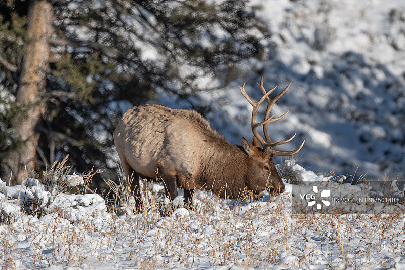 在白雪覆盖的森林中吃草的雄麋鹿图片素材