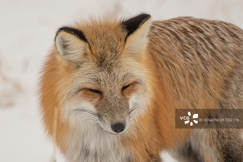 红色狐狸在雪下捕猎啮齿动物图片素材