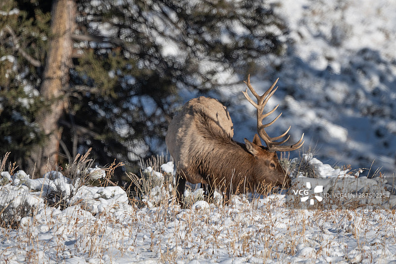 在白雪覆盖的森林中吃草的雄麋鹿图片素材