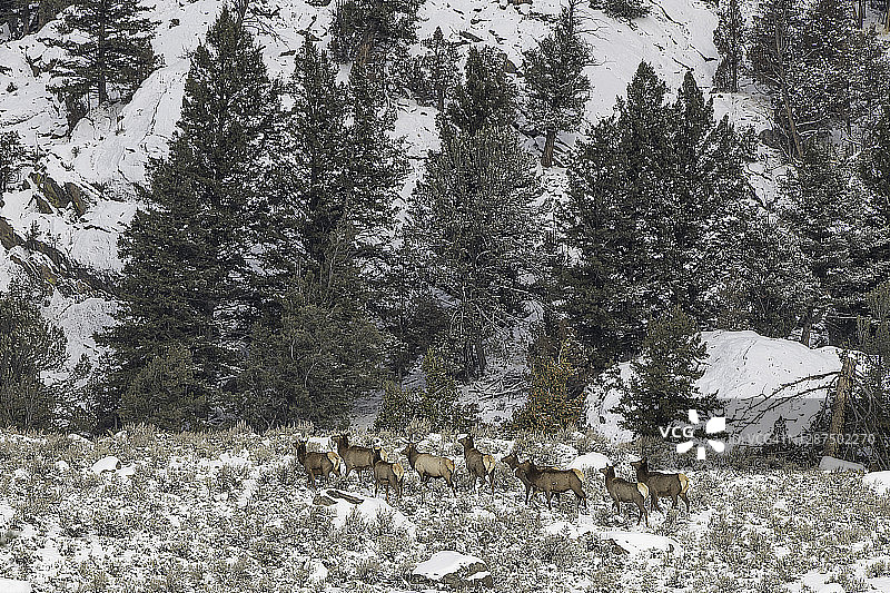 黄石山脉中列队行走的麋鹿群图片素材