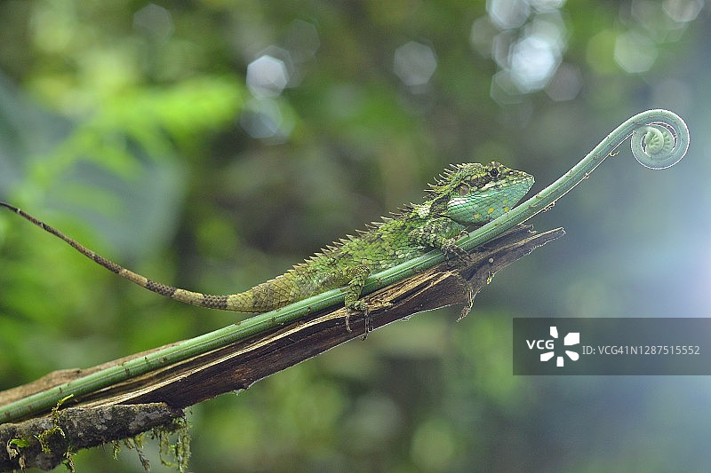 苏门答腊可林芝山脚下的森林蜥蜴图片素材