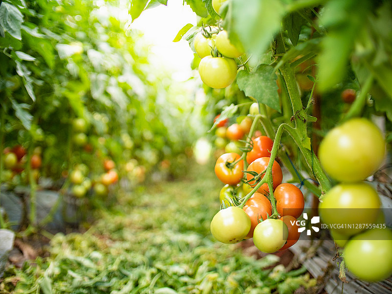 农场番茄农业概念图片素材