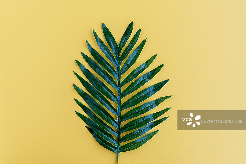 黄色背景上的棕榈叶热带背景图片素材
