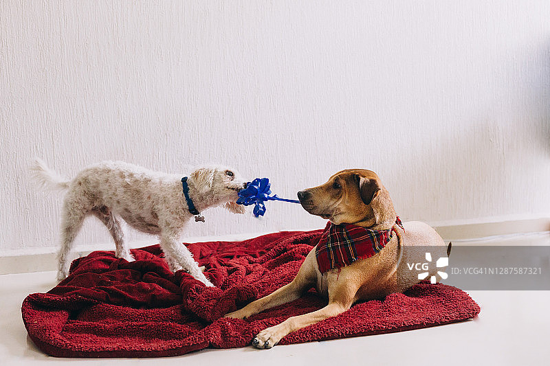 两只混种犬在玩耍时撕咬蓝色丝带图片素材