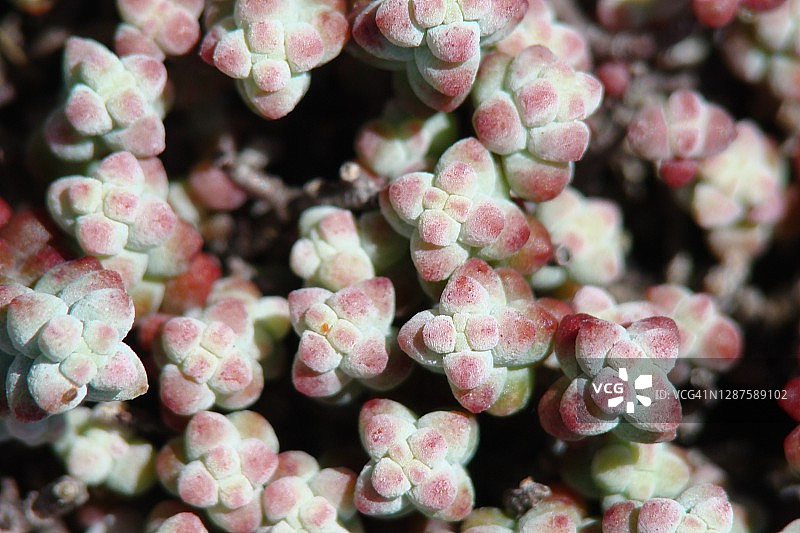 景天属植物图片素材