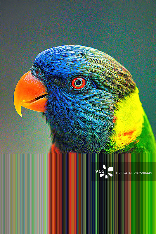 近距离拍摄的彩虹鹦鹉图片素材