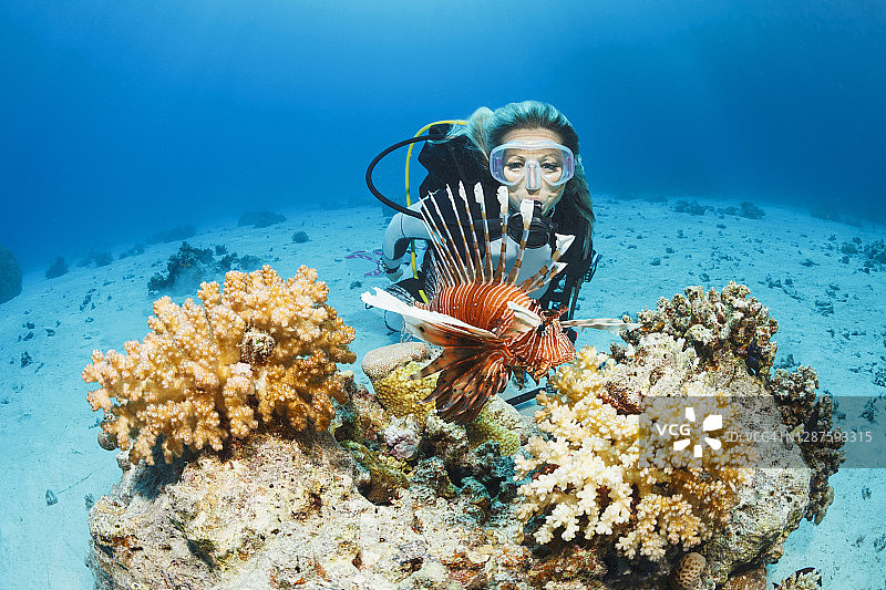 水下海洋生物：珊瑚礁与蓑鲉图片素材
