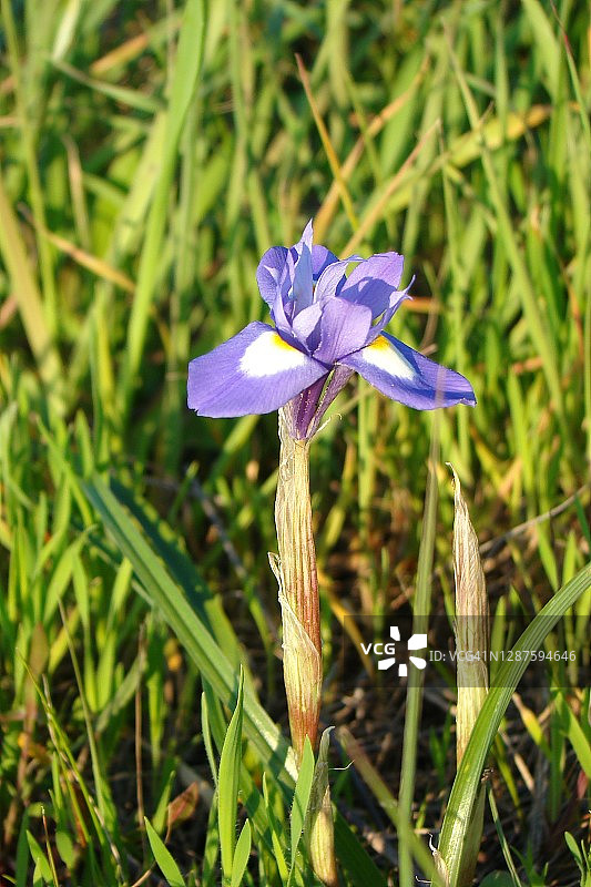 巴巴里坚果（Gynandriris sisyrinchium）图片素材