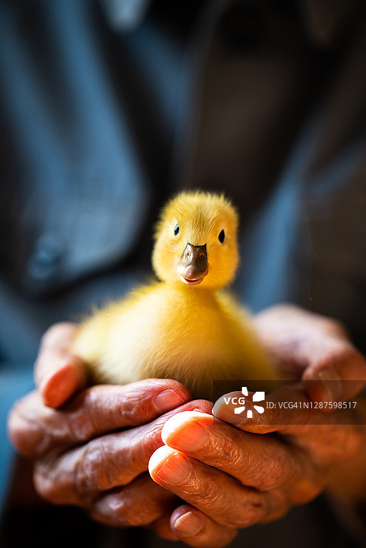 一位老人手中的小鸭图片素材